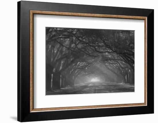 USA, Georgia, Savannah. Wormsloe Plantation Drive in the early morning with rays of the sun.-Joanne Wells-Framed Photographic Print