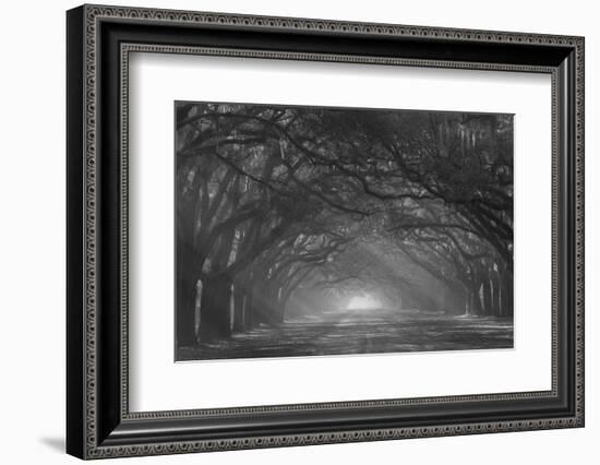 USA, Georgia, Savannah. Wormsloe Plantation Drive in the early morning with rays of the sun.-Joanne Wells-Framed Photographic Print