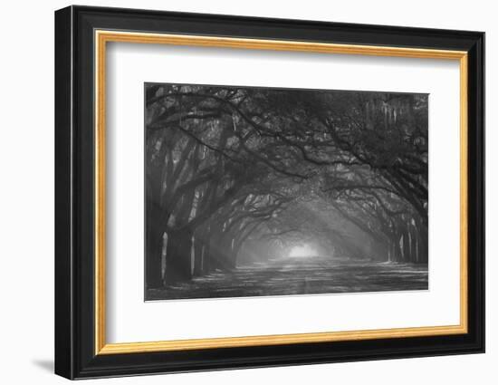 USA, Georgia, Savannah. Wormsloe Plantation Drive in the early morning with rays of the sun.-Joanne Wells-Framed Photographic Print