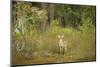 USA, Georgia, Savannah. Young buck in the marsh at Skidaway Island Ste Park.-Joanne Wells-Mounted Photographic Print