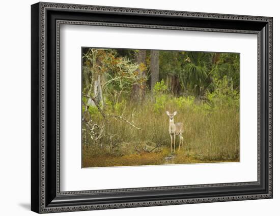 USA, Georgia, Savannah. Young buck in the marsh at Skidaway Island Ste Park.-Joanne Wells-Framed Photographic Print