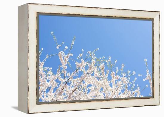 USA, Georgia Sign of Spring Cherry Tree Blossoms Against Blue Sky-Trish Drury-Framed Premier Image Canvas