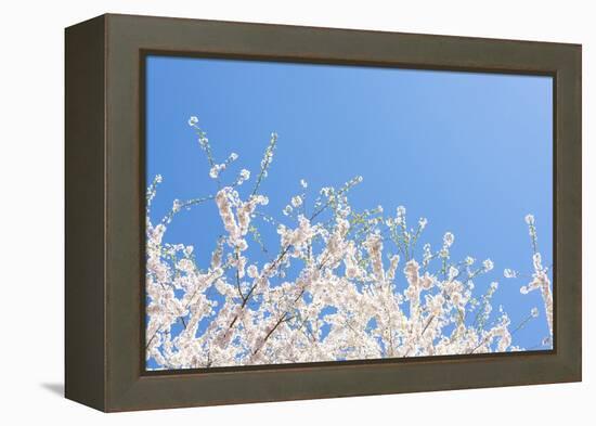 USA, Georgia Sign of Spring Cherry Tree Blossoms Against Blue Sky-Trish Drury-Framed Premier Image Canvas