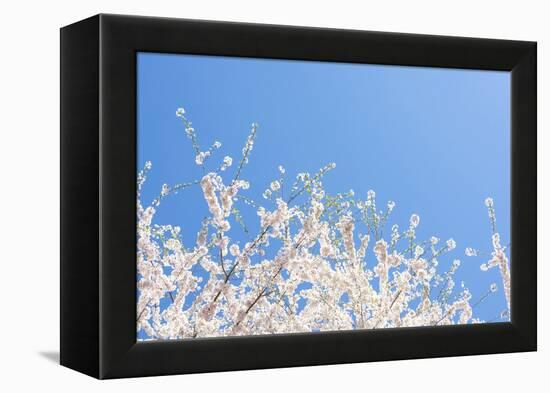 USA, Georgia Sign of Spring Cherry Tree Blossoms Against Blue Sky-Trish Drury-Framed Premier Image Canvas