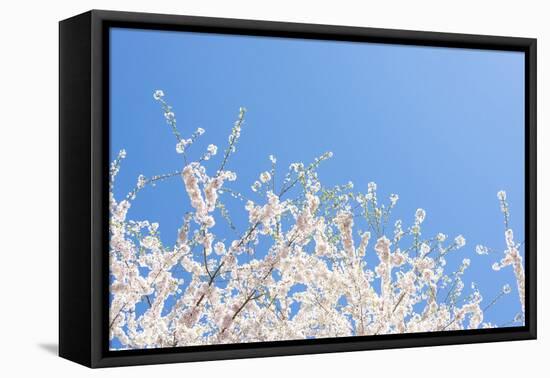 USA, Georgia Sign of Spring Cherry Tree Blossoms Against Blue Sky-Trish Drury-Framed Premier Image Canvas