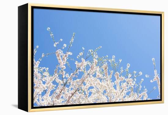 USA, Georgia Sign of Spring Cherry Tree Blossoms Against Blue Sky-Trish Drury-Framed Premier Image Canvas