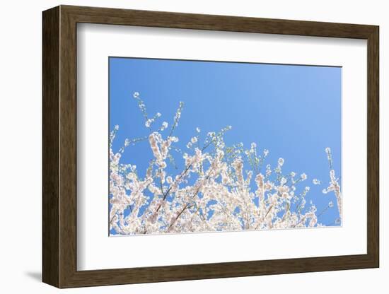 USA, Georgia Sign of Spring Cherry Tree Blossoms Against Blue Sky-Trish Drury-Framed Photographic Print