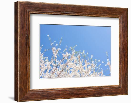 USA, Georgia Sign of Spring Cherry Tree Blossoms Against Blue Sky-Trish Drury-Framed Photographic Print