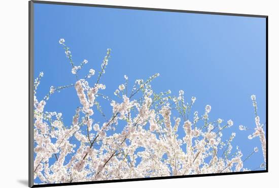 USA, Georgia Sign of Spring Cherry Tree Blossoms Against Blue Sky-Trish Drury-Mounted Photographic Print