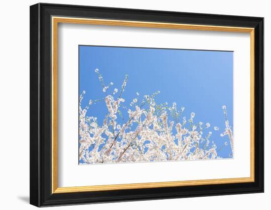 USA, Georgia Sign of Spring Cherry Tree Blossoms Against Blue Sky-Trish Drury-Framed Photographic Print