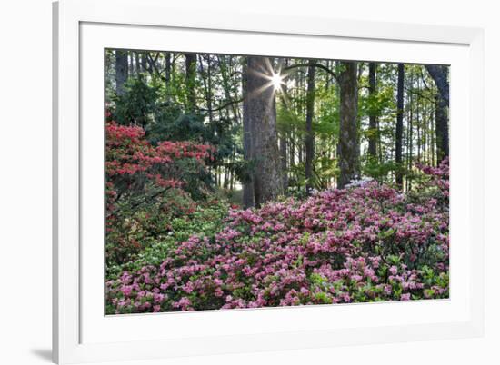 USA, Georgia, Sunburst and Azaleas-Hollice Looney-Framed Premium Photographic Print
