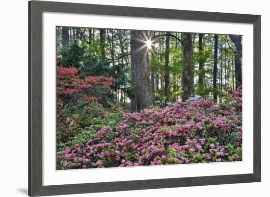 USA, Georgia, Sunburst and Azaleas-Hollice Looney-Framed Premium Photographic Print