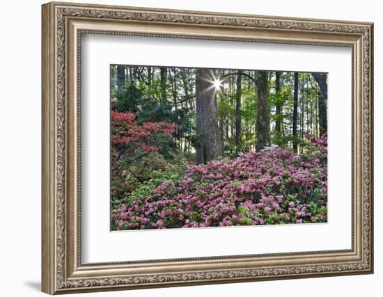 USA, Georgia, Sunburst and Azaleas-Hollice Looney-Framed Photographic Print