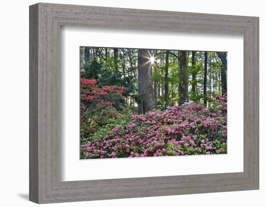 USA, Georgia, Sunburst and Azaleas-Hollice Looney-Framed Photographic Print