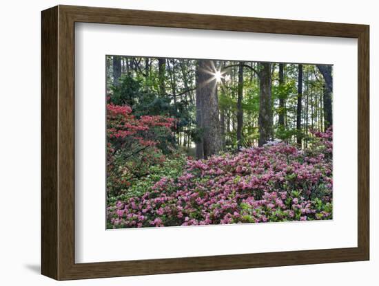 USA, Georgia, Sunburst and Azaleas-Hollice Looney-Framed Photographic Print