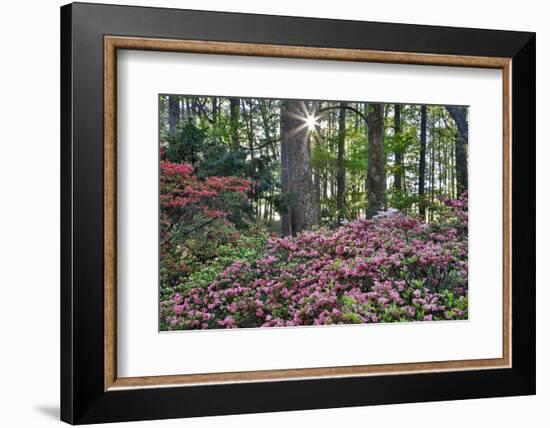 USA, Georgia, Sunburst and Azaleas-Hollice Looney-Framed Photographic Print