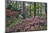 USA, Georgia, Sunburst and Azaleas-Hollice Looney-Mounted Photographic Print