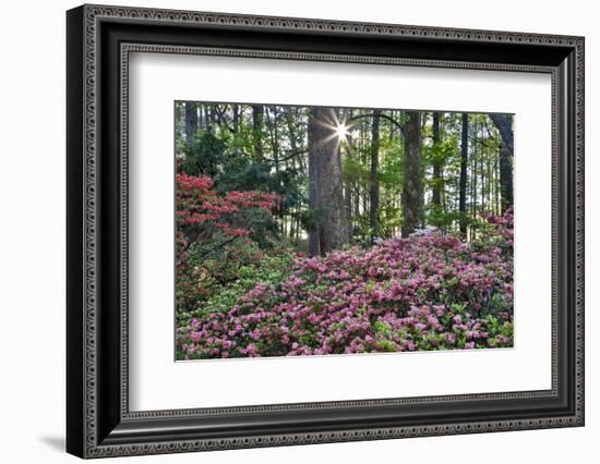 USA, Georgia, Sunburst and Azaleas-Hollice Looney-Framed Photographic Print