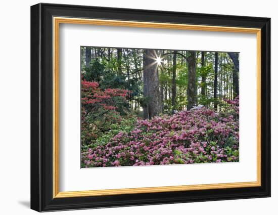 USA, Georgia, Sunburst and Azaleas-Hollice Looney-Framed Photographic Print