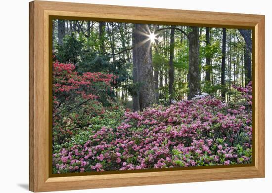 USA, Georgia, Sunburst and Azaleas-Hollice Looney-Framed Premier Image Canvas