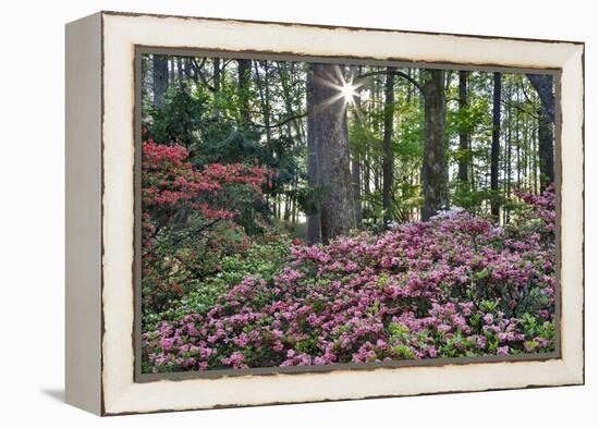 USA, Georgia, Sunburst and Azaleas-Hollice Looney-Framed Premier Image Canvas