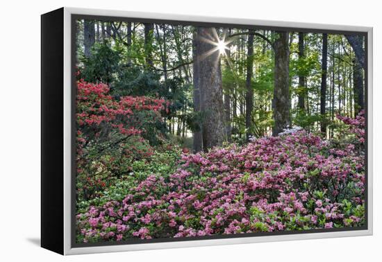 USA, Georgia, Sunburst and Azaleas-Hollice Looney-Framed Premier Image Canvas