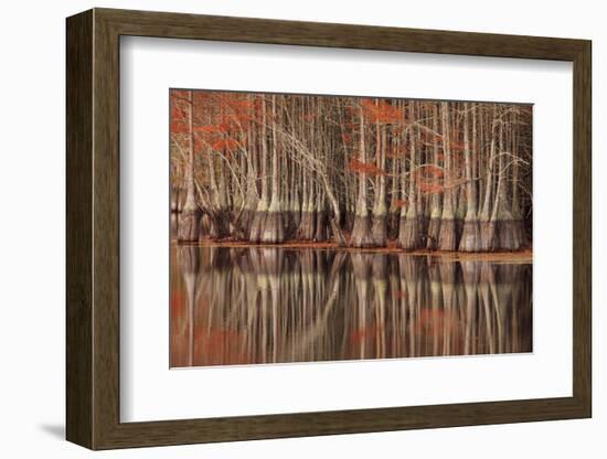 USA, Georgia. Twin City, Cypress trees and reflections in the fall.-Joanne Wells-Framed Photographic Print