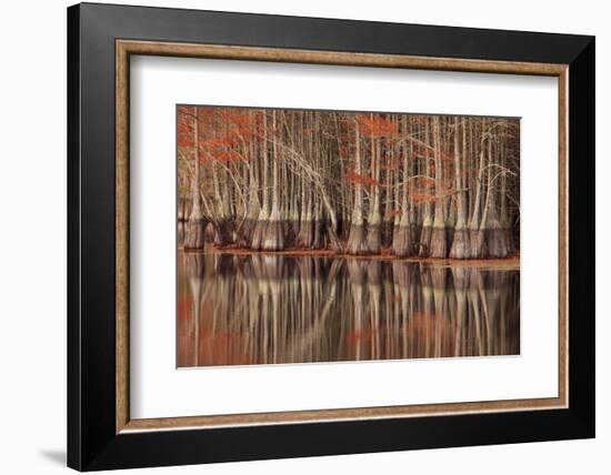 USA, Georgia. Twin City, Cypress trees and reflections in the fall.-Joanne Wells-Framed Photographic Print