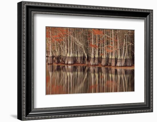 USA, Georgia. Twin City, Cypress trees and reflections in the fall.-Joanne Wells-Framed Photographic Print