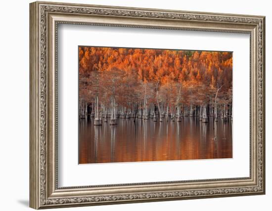 USA, Georgia, Twin City, Cypress trees in the fall at sunset.-Joanne Wells-Framed Photographic Print