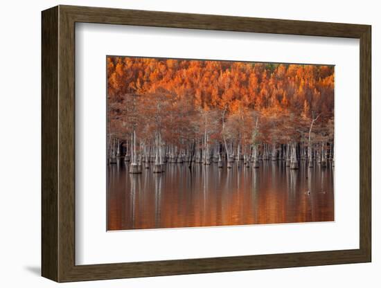 USA, Georgia, Twin City, Cypress trees in the fall at sunset.-Joanne Wells-Framed Photographic Print