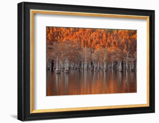 USA, Georgia, Twin City, Cypress trees in the fall at sunset.-Joanne Wells-Framed Photographic Print