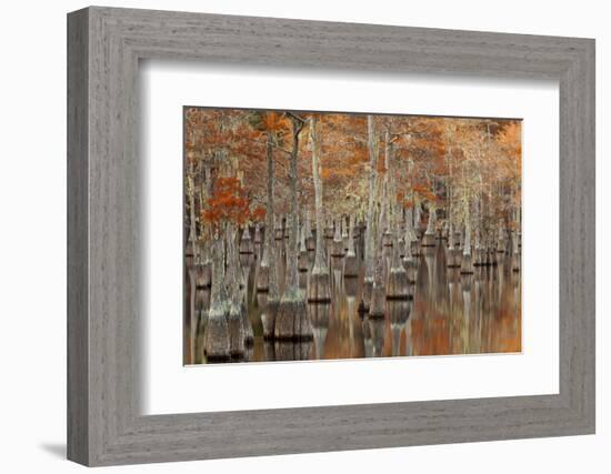 USA, Georgia. Twin City, Cypress trees with moss in the fall.-Joanne Wells-Framed Photographic Print