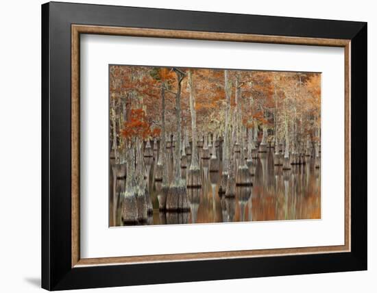 USA, Georgia. Twin City, Cypress trees with moss in the fall.-Joanne Wells-Framed Photographic Print