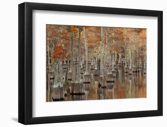 USA, Georgia. Twin City, Cypress trees with moss in the fall.-Joanne Wells-Framed Photographic Print