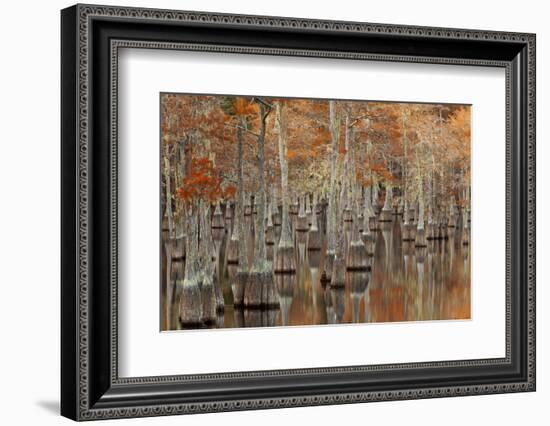 USA, Georgia. Twin City, Cypress trees with moss in the fall.-Joanne Wells-Framed Photographic Print