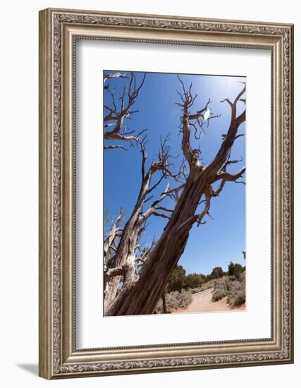 USA, Grand Canyon National Park, Dead Tree-Catharina Lux-Framed Photographic Print