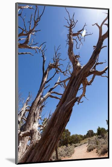 USA, Grand Canyon National Park, Dead Tree-Catharina Lux-Mounted Photographic Print