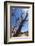 USA, Grand Canyon National Park, Dead Tree-Catharina Lux-Framed Photographic Print