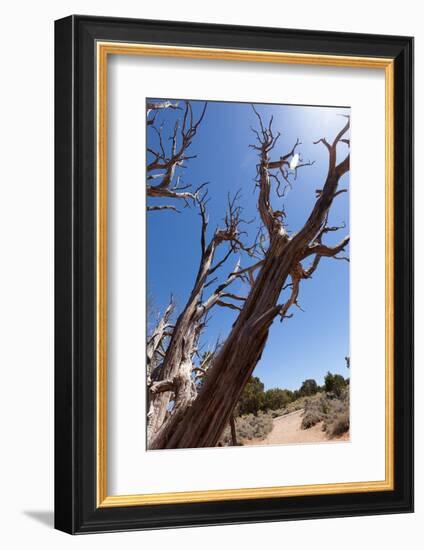 USA, Grand Canyon National Park, Dead Tree-Catharina Lux-Framed Photographic Print