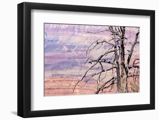 USA, Grand Canyon National Park, Dead Tree-Catharina Lux-Framed Photographic Print