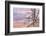 USA, Grand Canyon National Park, Dead Tree-Catharina Lux-Framed Photographic Print