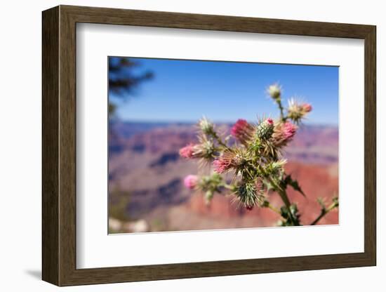 USA, Grand Canyon National Park, Thistle-Catharina Lux-Framed Photographic Print