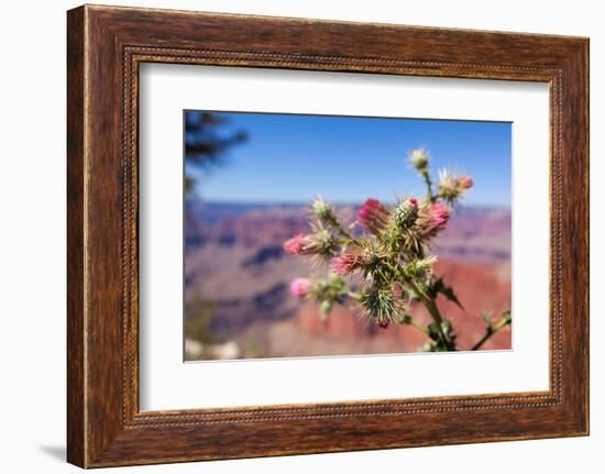 USA, Grand Canyon National Park, Thistle-Catharina Lux-Framed Photographic Print