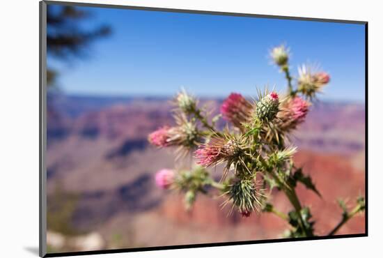 USA, Grand Canyon National Park, Thistle-Catharina Lux-Mounted Photographic Print