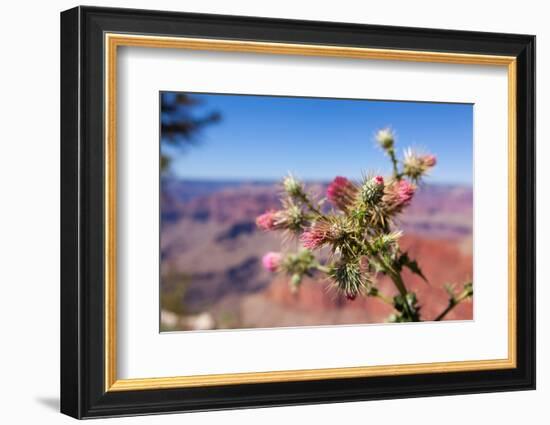USA, Grand Canyon National Park, Thistle-Catharina Lux-Framed Photographic Print