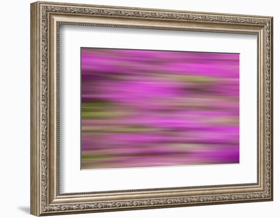 USA, Hawaii, Big Island. Abstract of bougainvillea flowers.-Jaynes Gallery-Framed Photographic Print