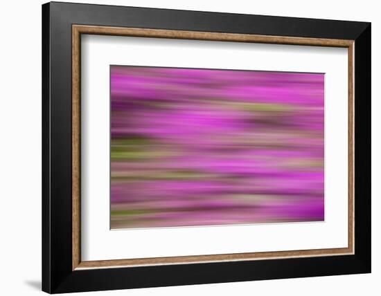 USA, Hawaii, Big Island. Abstract of bougainvillea flowers.-Jaynes Gallery-Framed Photographic Print