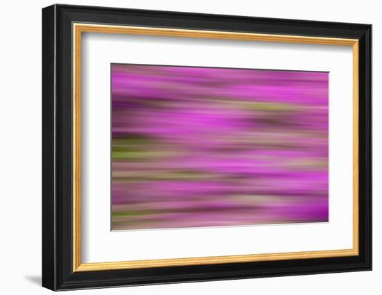 USA, Hawaii, Big Island. Abstract of bougainvillea flowers.-Jaynes Gallery-Framed Photographic Print