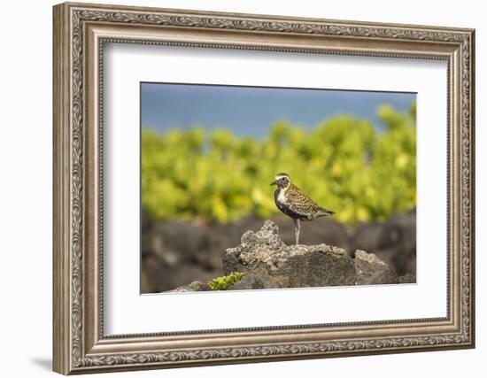 USA, Hawaii, Honokohau Bay. Pacific golden plover close-up.-Jaynes Gallery-Framed Photographic Print